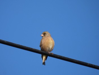 Grey-capped Greenfinch 羽生中央公園 Mon, 2/12/2024