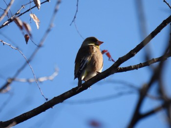 Grey-capped Greenfinch 羽生中央公園 Mon, 2/12/2024