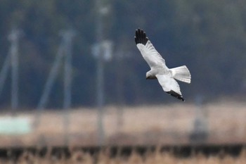 Hen Harrier Unknown Spots Sat, 1/13/2024