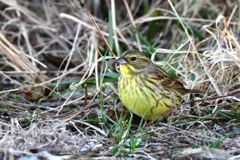 Masked Bunting 多摩川二ヶ領上河原堰 Sat, 1/27/2024