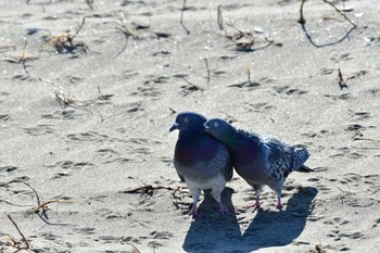 カワラバト ふなばし三番瀬海浜公園 2024年1月27日(土)