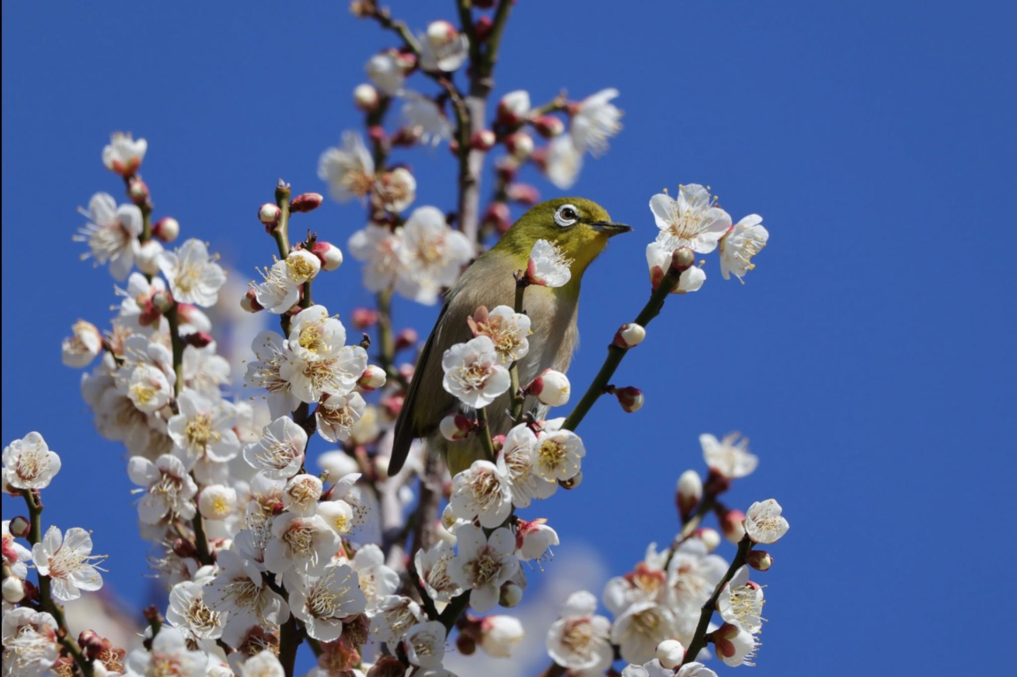 Photo of Warbling White-eye at  by Allium