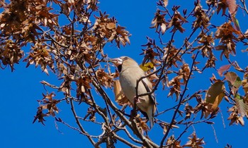 シメ 北本自然観察公園 2018年11月21日(水)