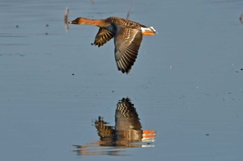 Tundra Bean Goose Izunuma Mon, 2/12/2024