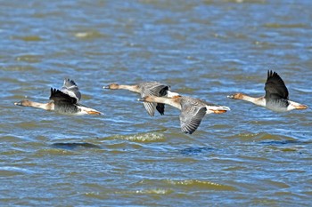 Tundra Bean Goose Izunuma Mon, 2/12/2024