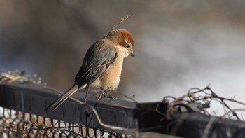 Mon, 2/12/2024 Birding report at 長野県佐久市