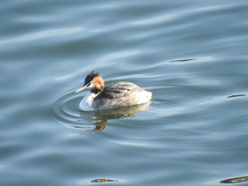 Great Crested Grebe 相模大堰 Mon, 2/12/2024