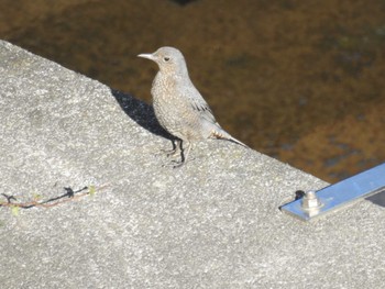 Blue Rock Thrush 相模大堰 Mon, 2/12/2024