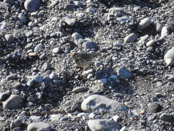 Water Pipit 相模大堰 Mon, 2/12/2024