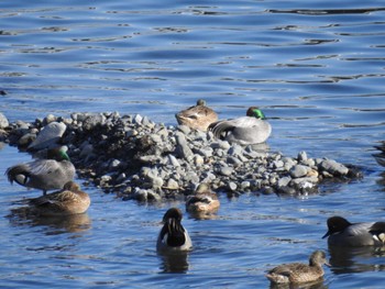 Falcated Duck 相模大堰 Mon, 2/12/2024