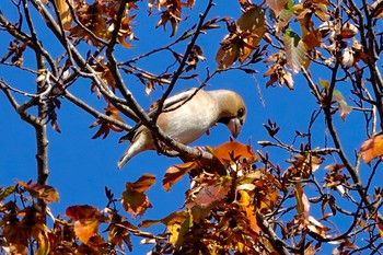 シメ 北本自然観察公園 2018年11月21日(水)