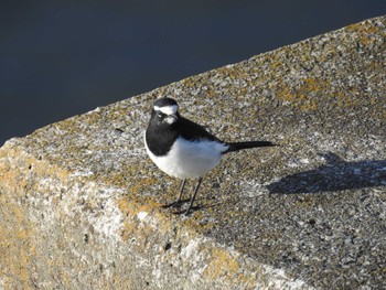 2024年2月12日(月) 相模大堰の野鳥観察記録