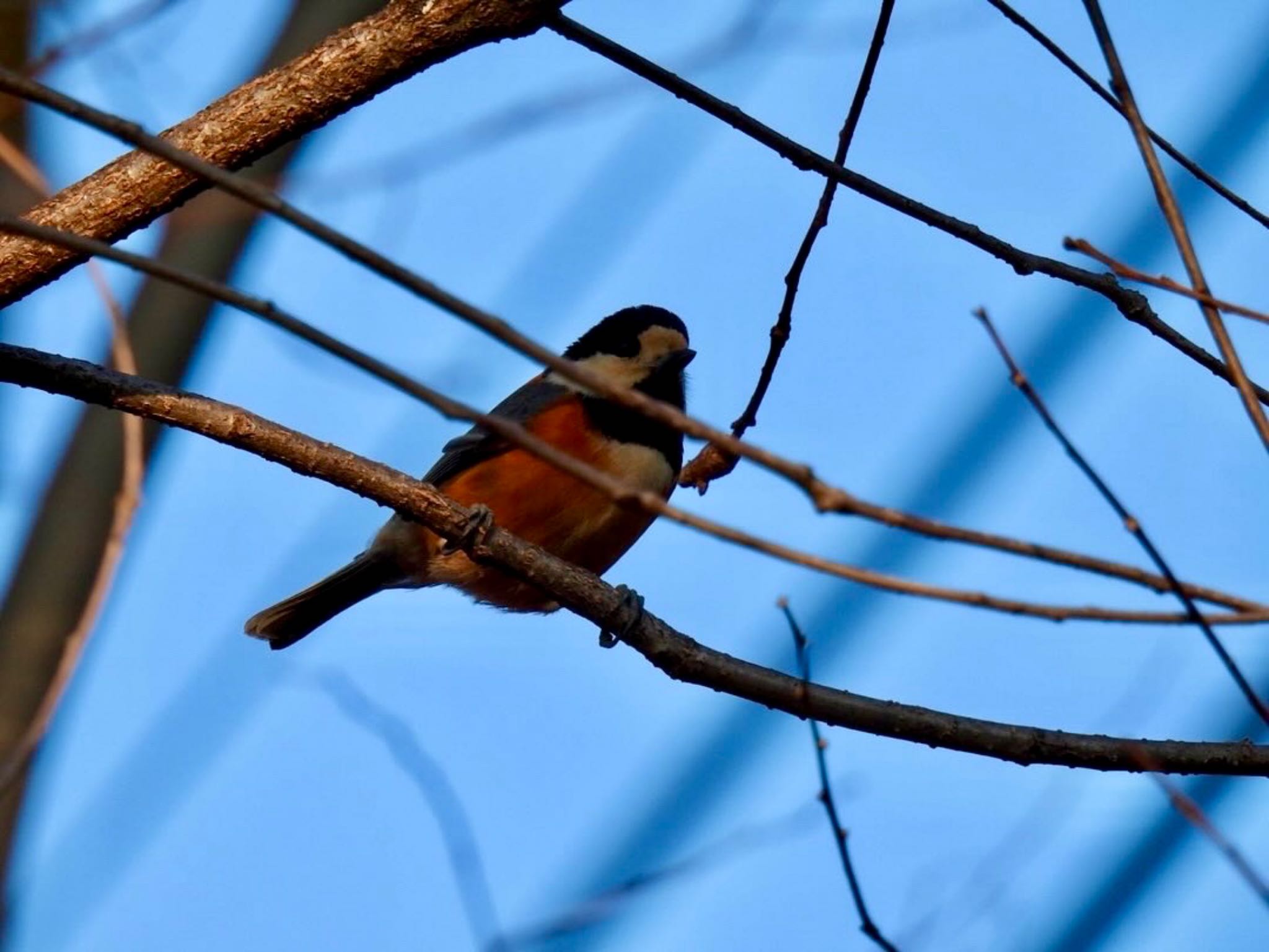 Varied Tit