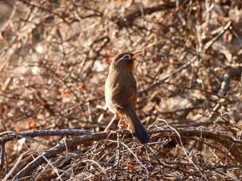 2024年2月10日(土) 北本自然観察公園の野鳥観察記録