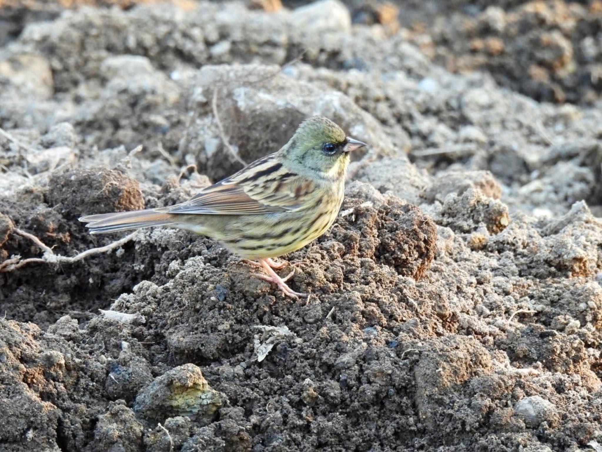 Masked Bunting