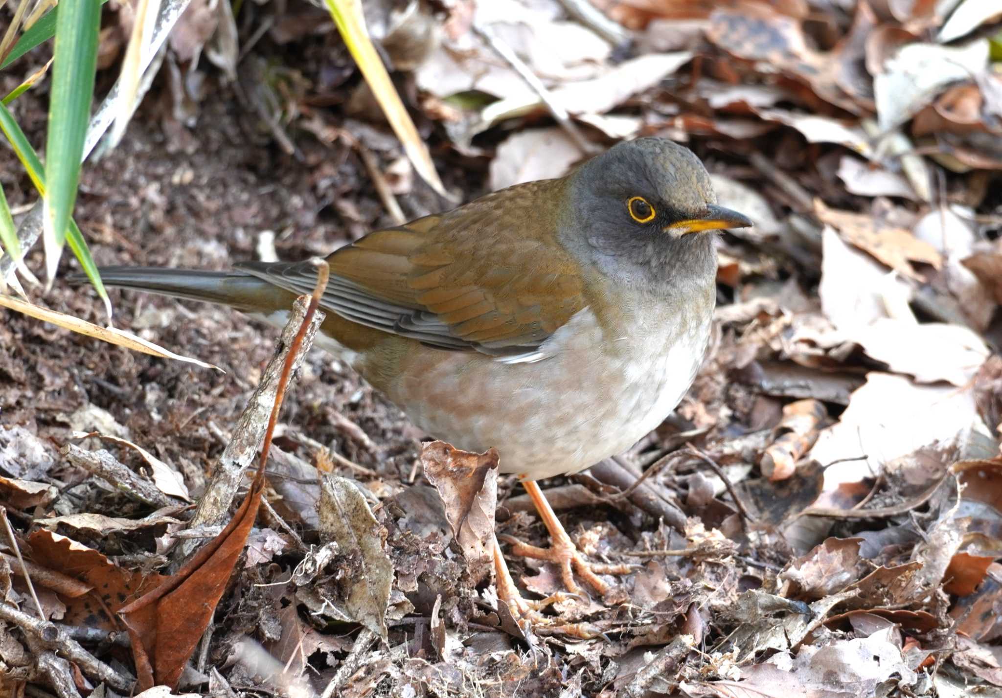 Pale Thrush