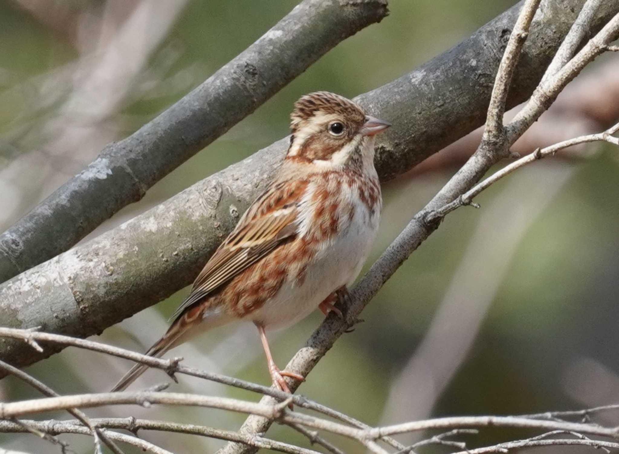 Rustic Bunting