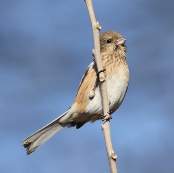 Siberian Long-tailed Rosefinch 湖北湖岸 Sun, 2/11/2024