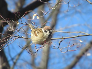 Eurasian Tree Sparrow Hibiya Park Mon, 2/12/2024