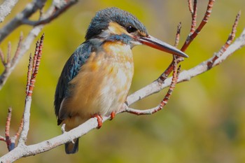 カワセミ こども自然公園 (大池公園/横浜市) 2024年2月12日(月)