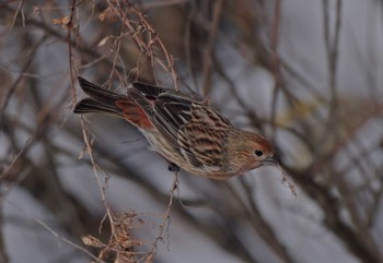 Pallas's Rosefinch Unknown Spots Sat, 2/10/2024