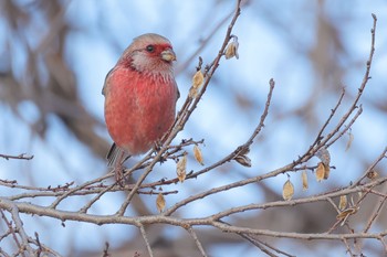 Siberian Long-tailed Rosefinch 国営木曽三川公園  Sun, 2/11/2024