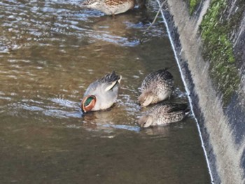 Eurasian Teal 牛頸ダム(福岡県) Mon, 2/12/2024