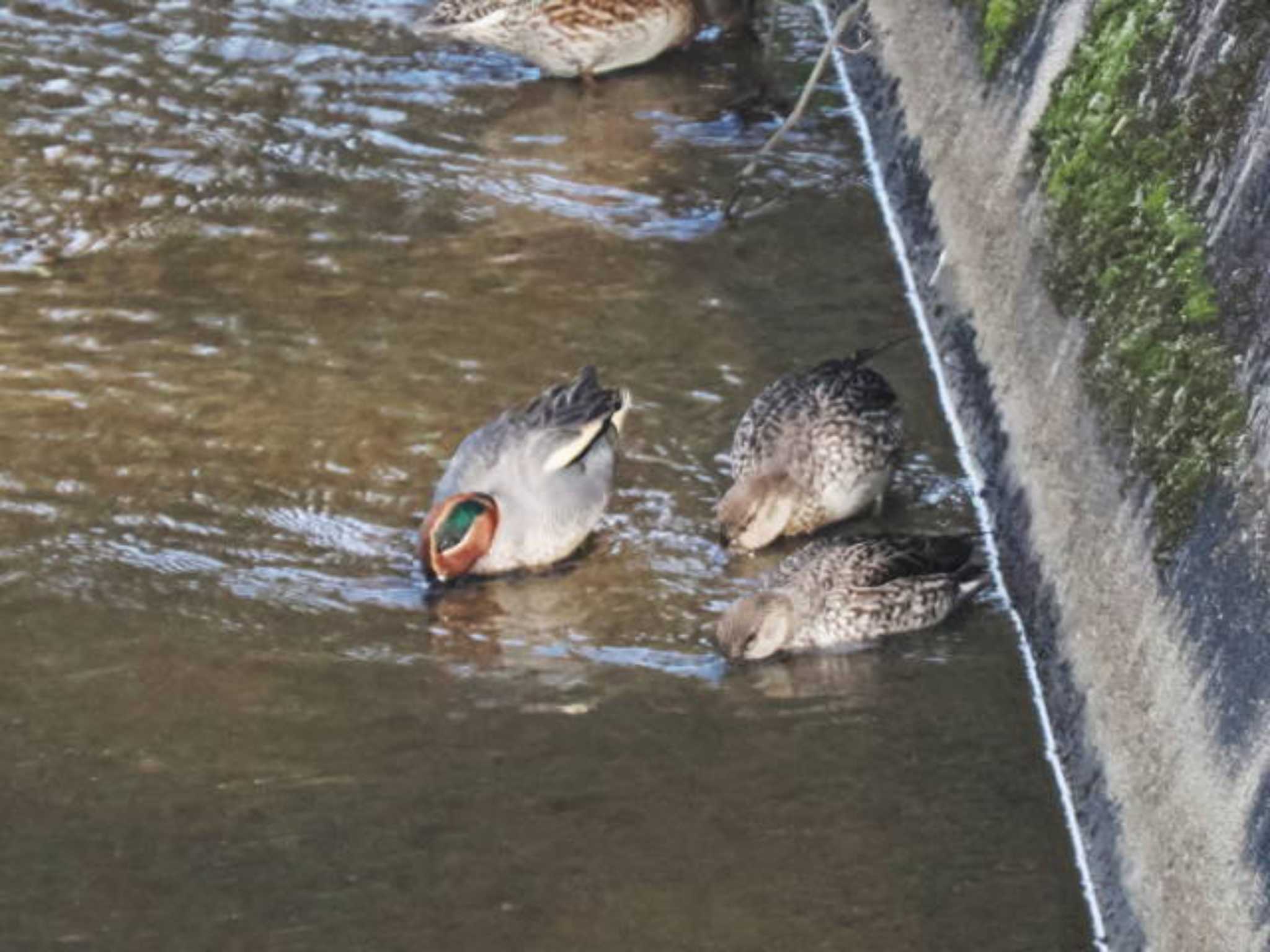 Eurasian Teal