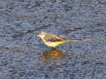 Grey Wagtail 牛頸ダム(福岡県) Mon, 2/12/2024