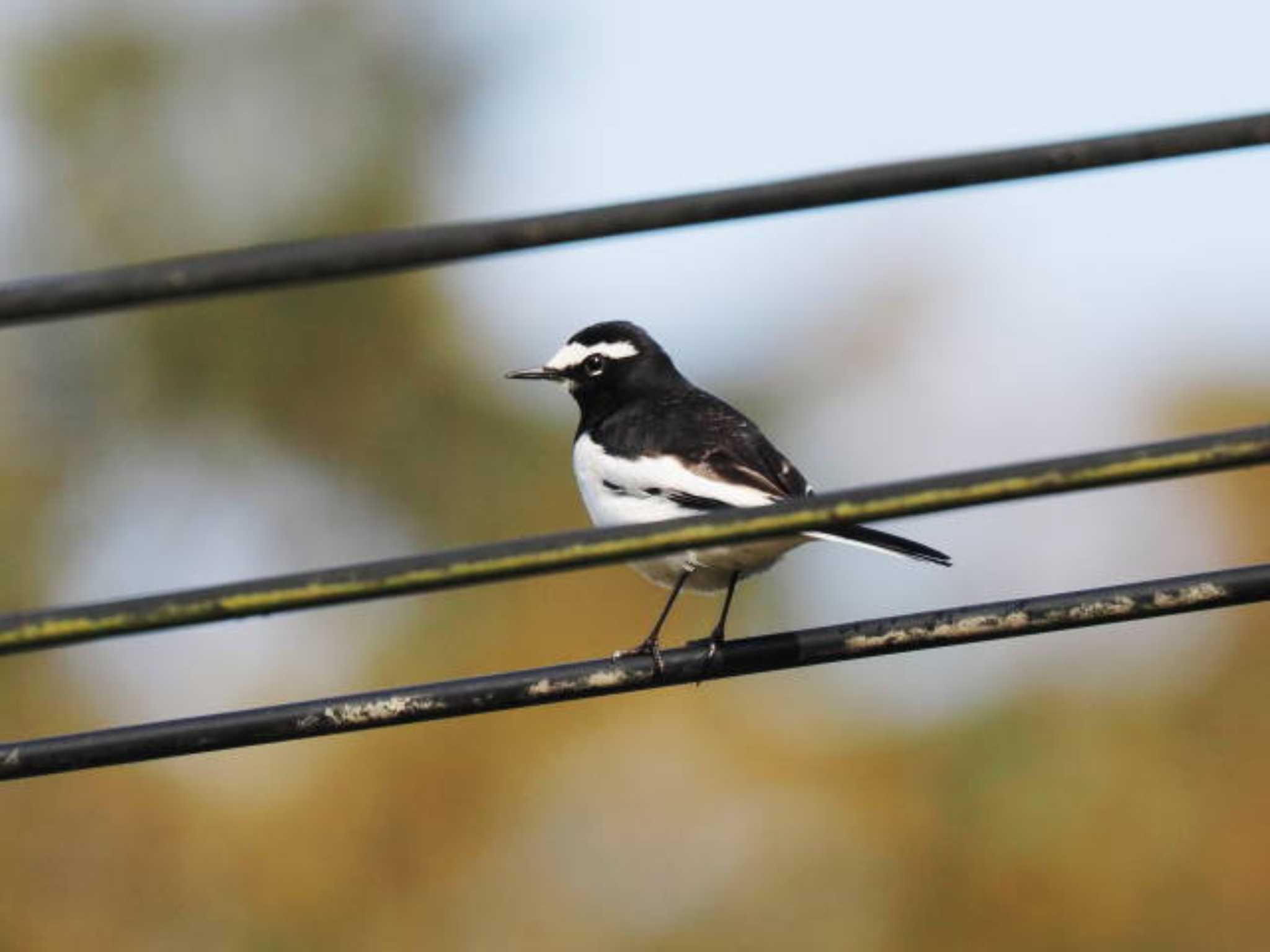 Japanese Wagtail