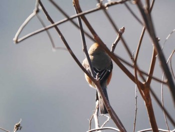 Bull-headed Shrike 牛頸ダム(福岡県) Mon, 2/12/2024