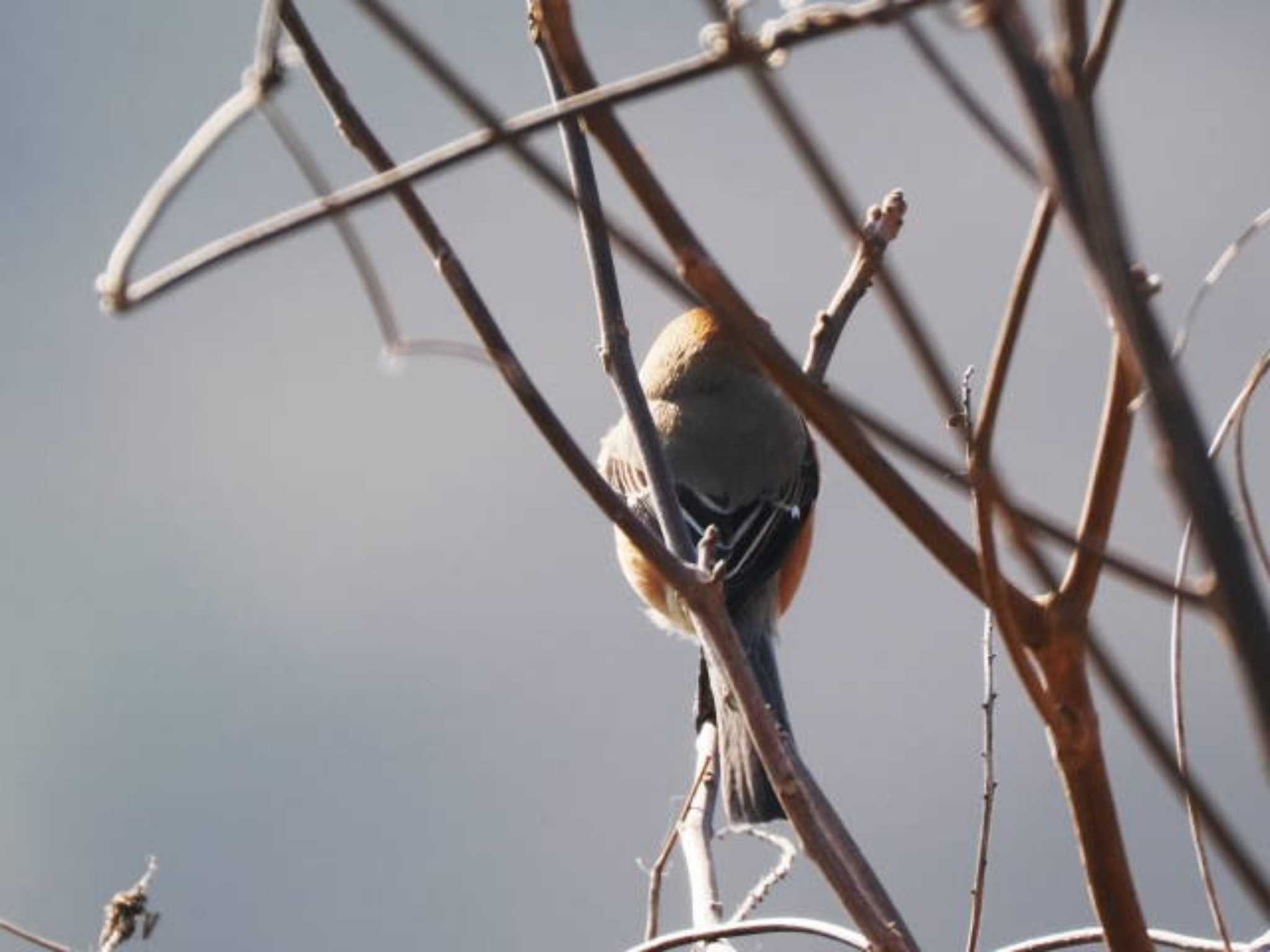 Bull-headed Shrike