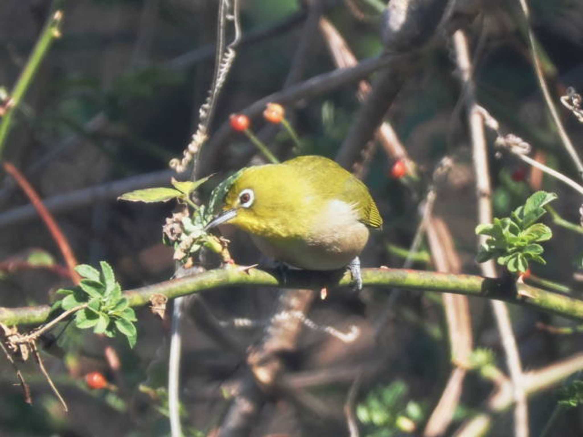 Warbling White-eye