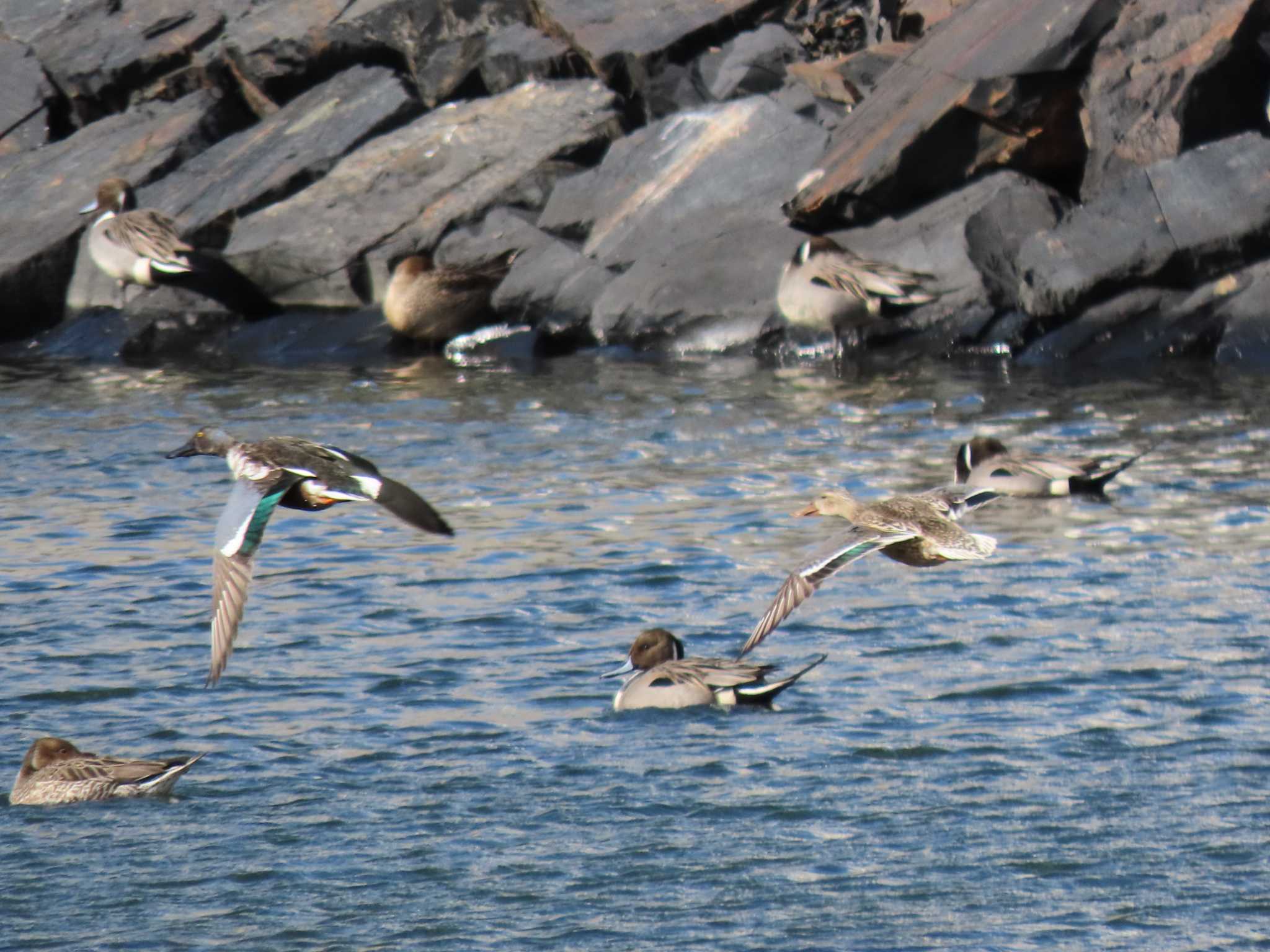 Northern Shoveler