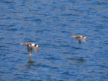 Eurasian Wigeon 志津川湾 Thu, 2/8/2024