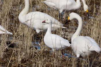 Snow Goose 夏目の堰 (八丁堰) Sun, 2/11/2024