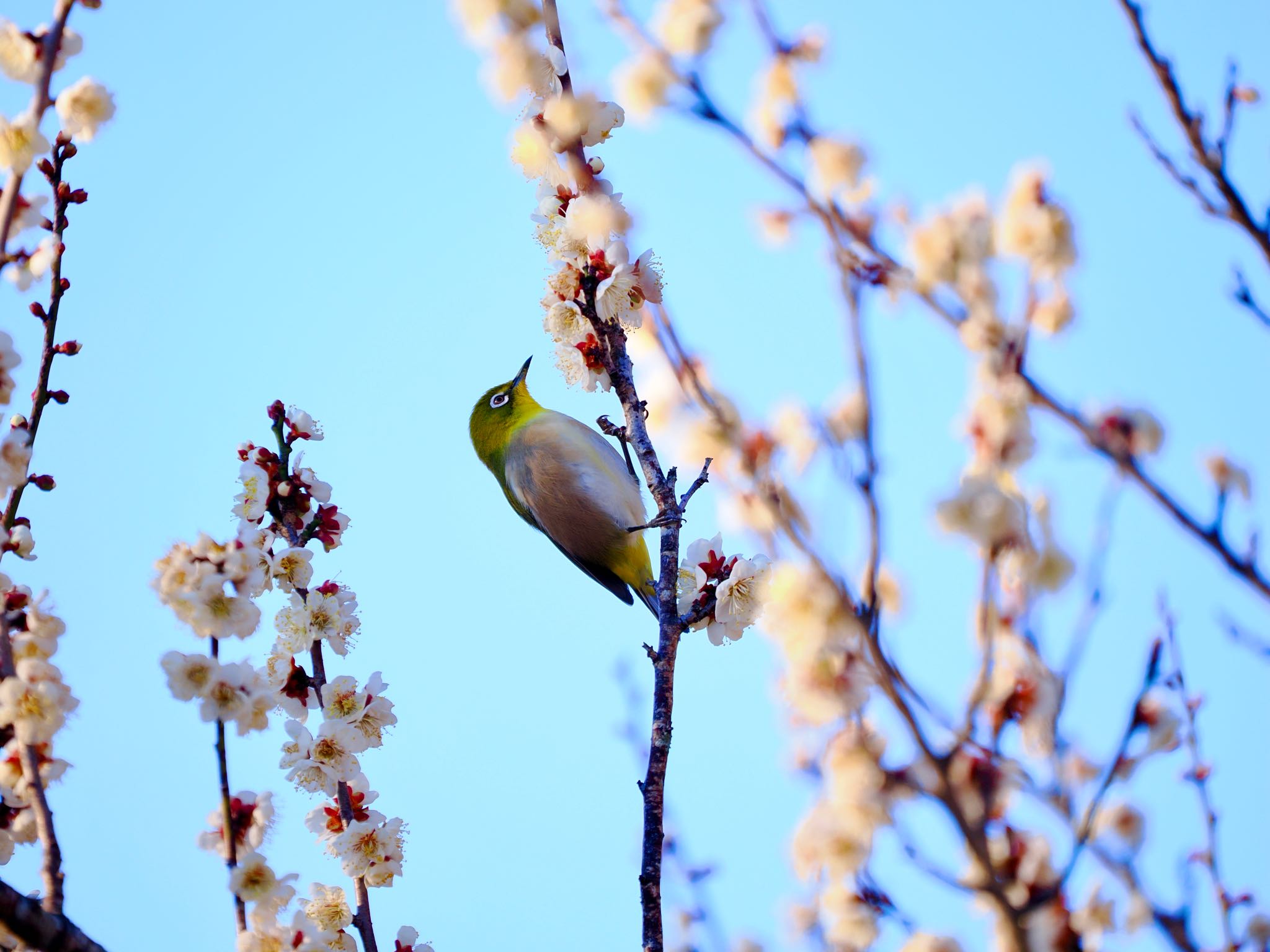 Warbling White-eye