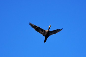 カワウ 涸沼 2024年2月11日(日)