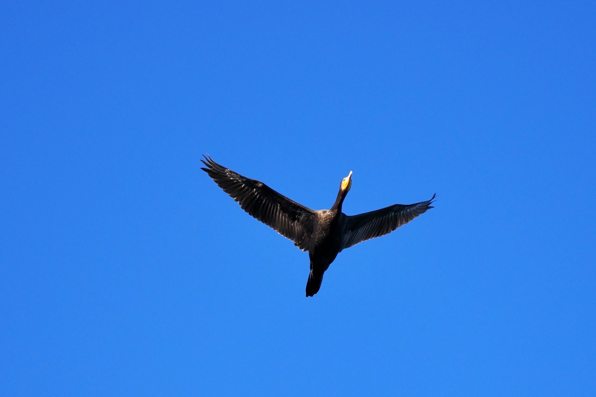 Photo of Great Cormorant at 涸沼 by okamooo