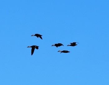 Eastern Spot-billed Duck 涸沼 Sun, 2/11/2024