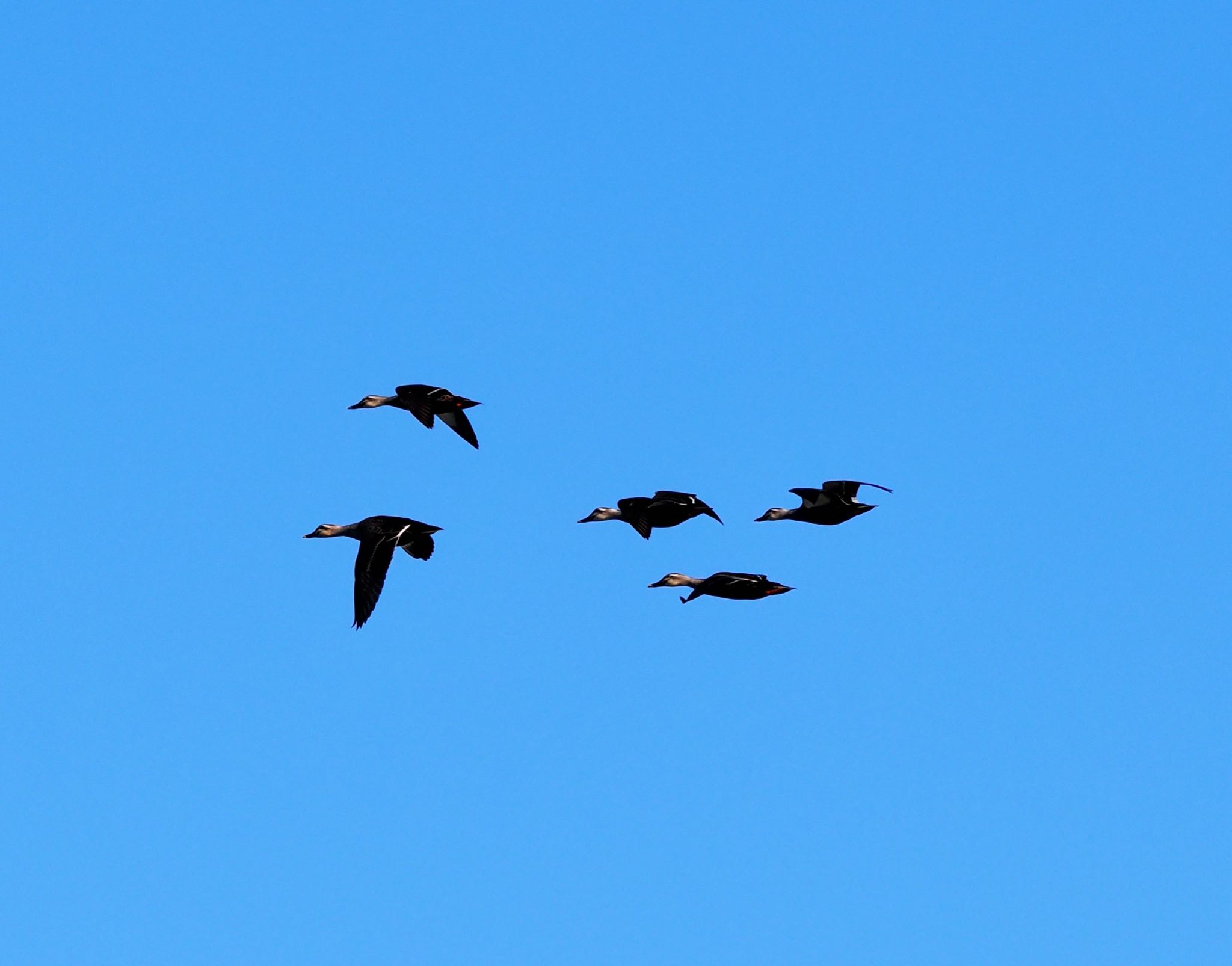 Photo of Eastern Spot-billed Duck at 涸沼 by okamooo