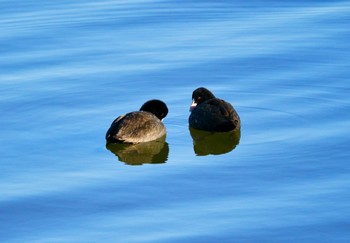 Eurasian Coot 涸沼 Sun, 2/11/2024