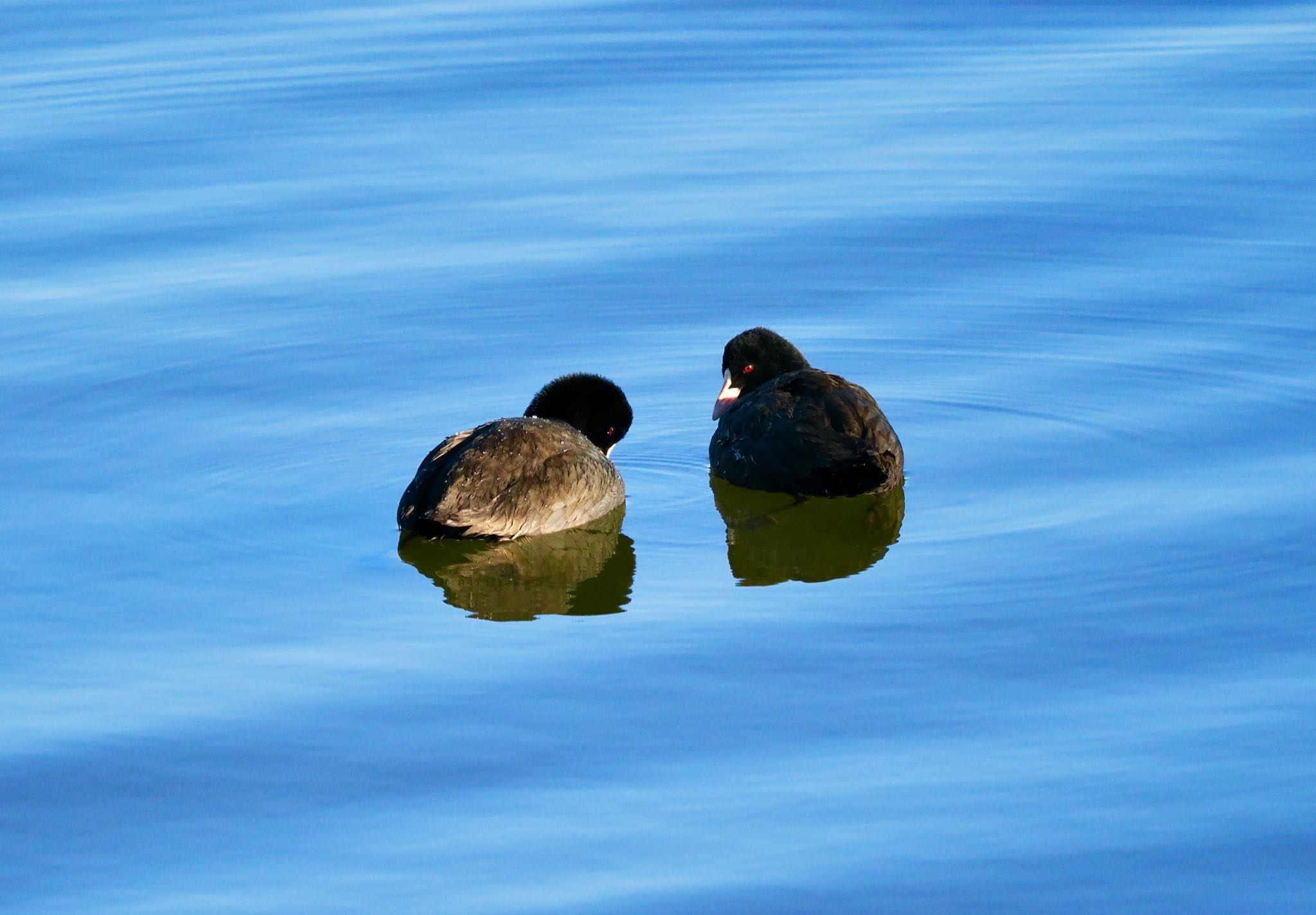 Photo of Eurasian Coot at 涸沼 by okamooo