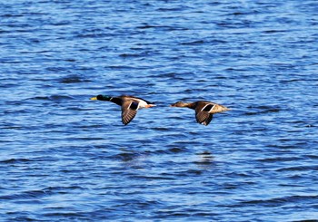 マガモ 涸沼 2024年2月11日(日)