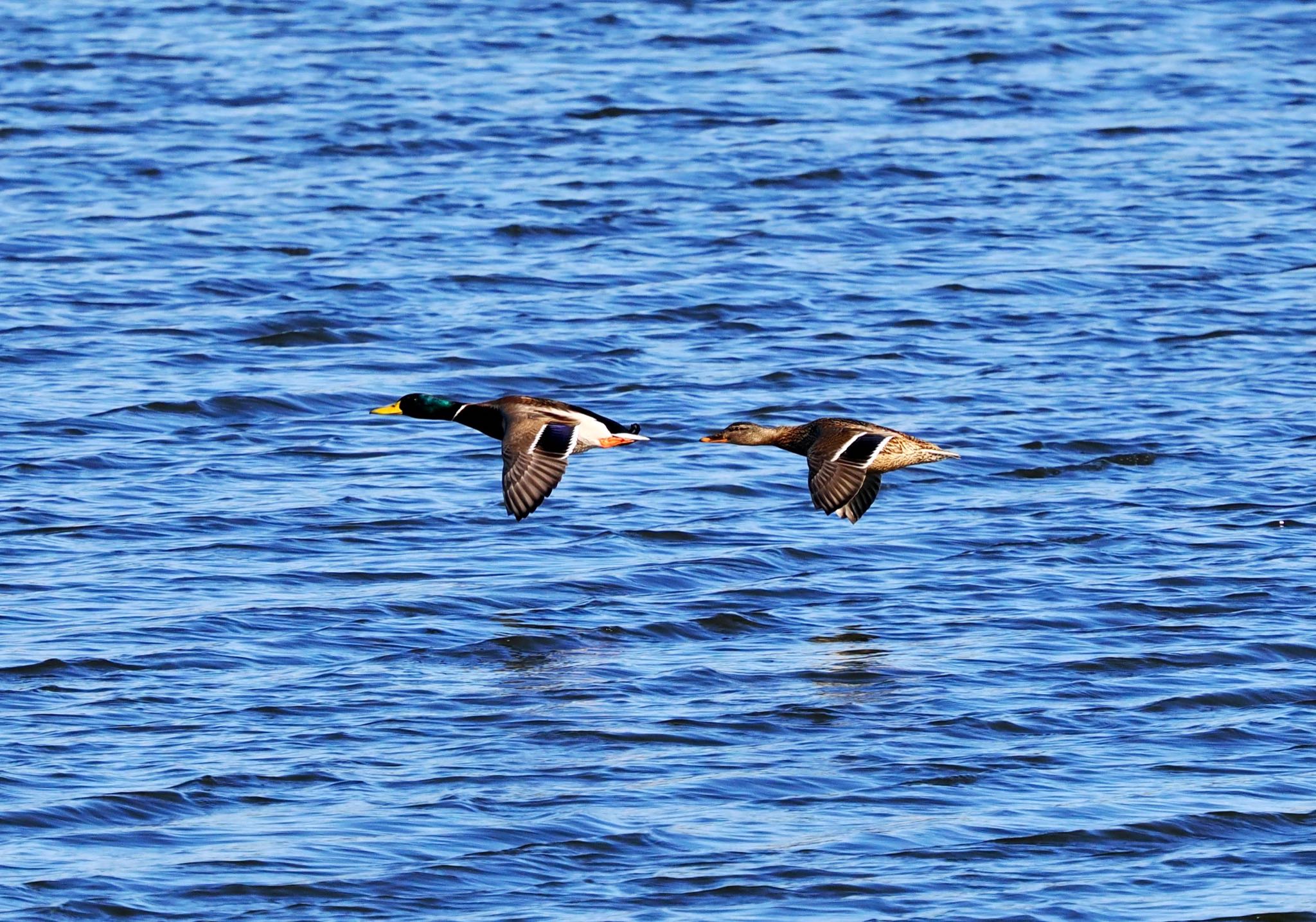 Photo of Mallard at 涸沼 by okamooo