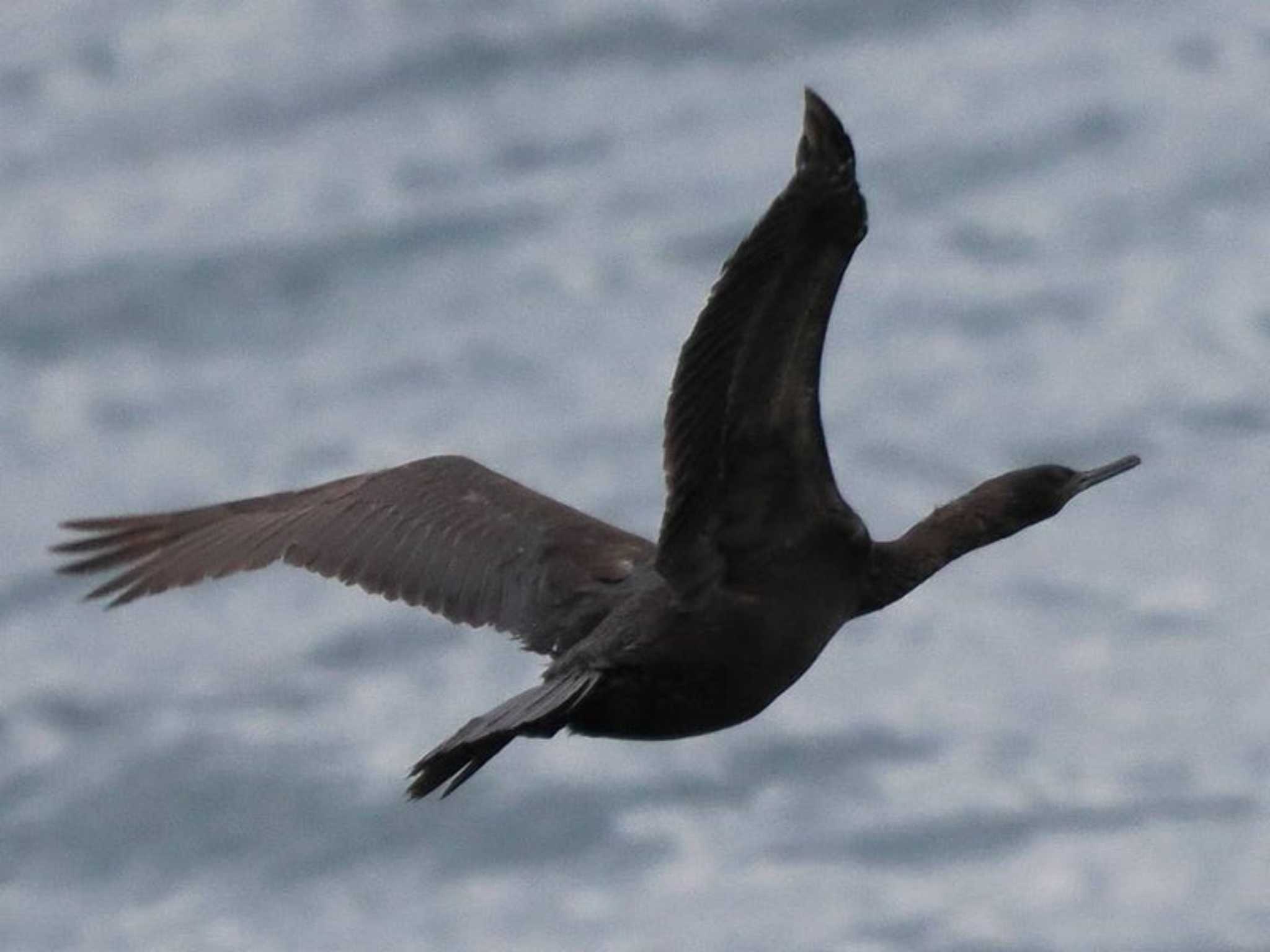 Pelagic Cormorant