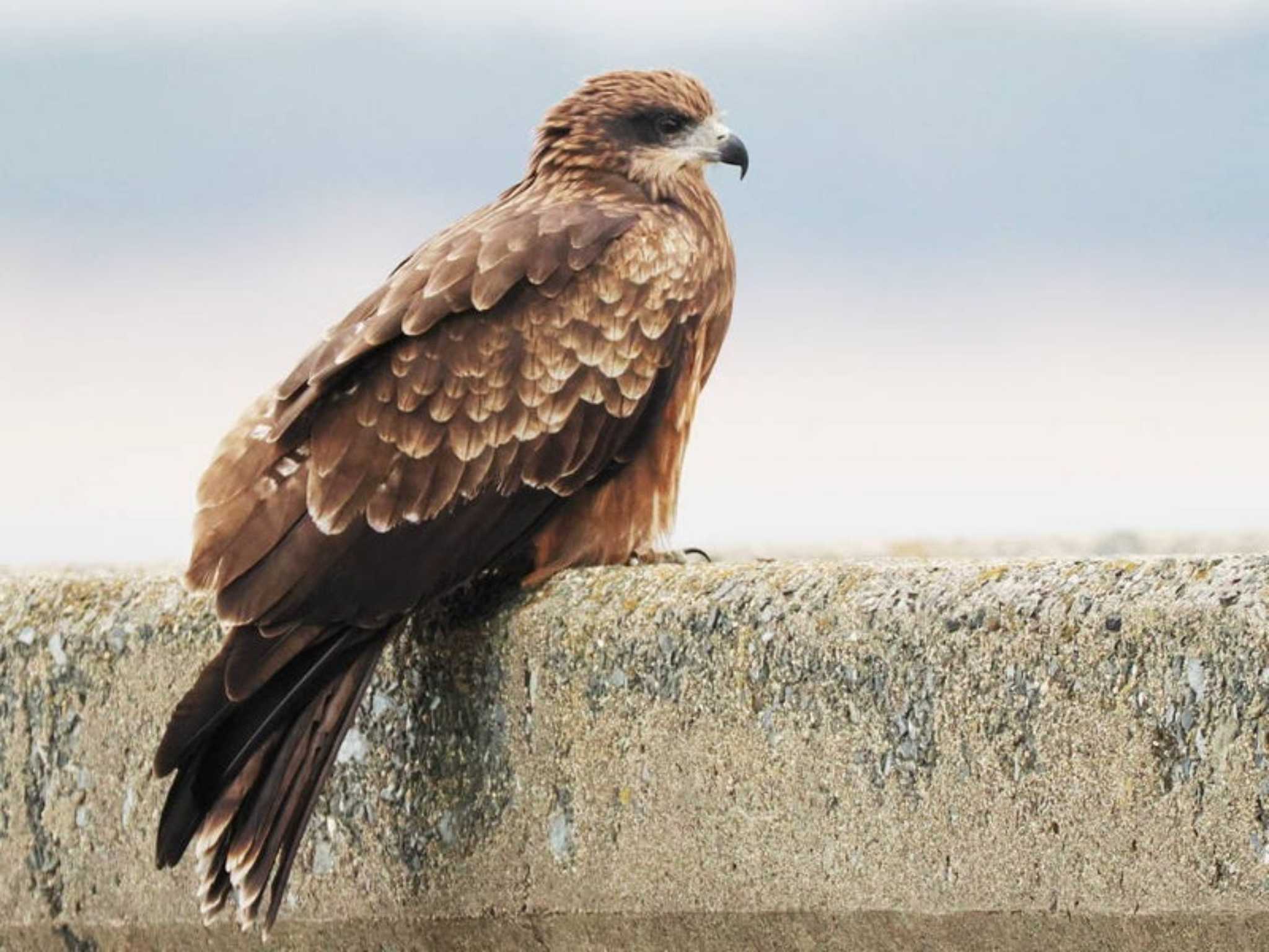 Black Kite