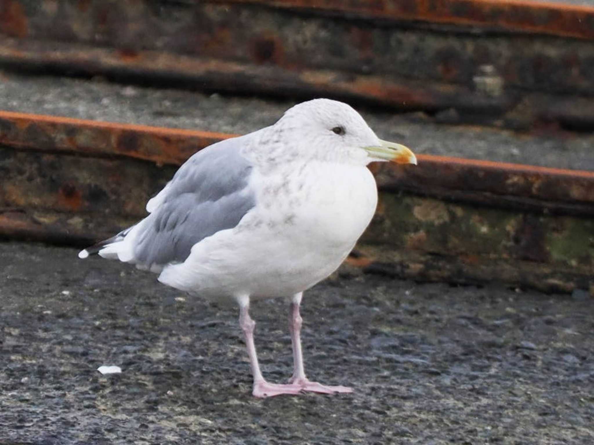 Vega Gull