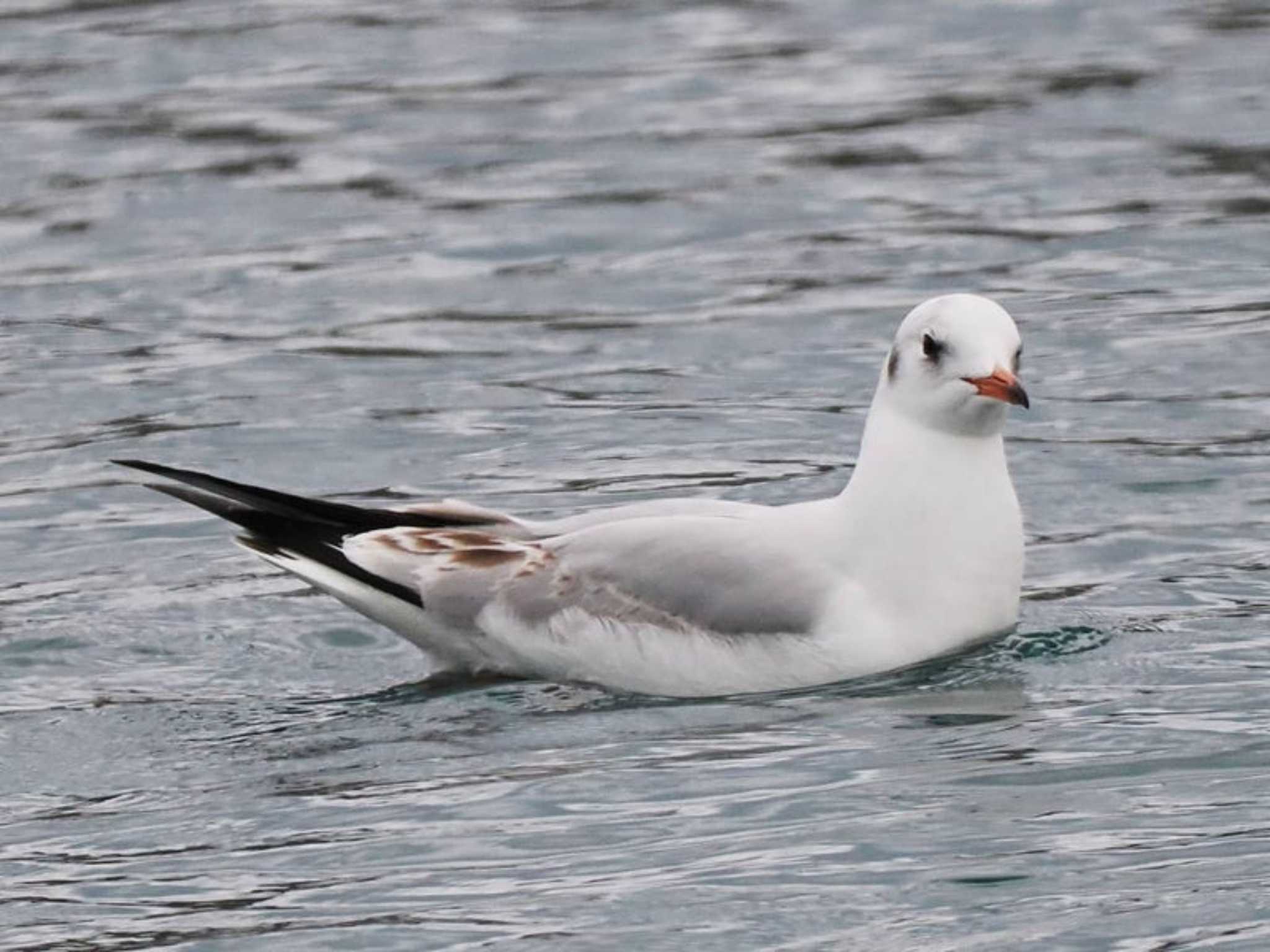 Black-headed Gull