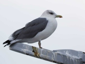 2023年12月23日(土) 志賀島(福岡県)の野鳥観察記録